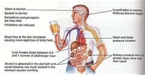 One hour is needed after drinking for the body to completely expel alcohol from its system with a blood alcohol content BAC level of .08 g/dL.