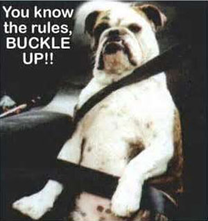 Everyone knows they should buckle-up, so you do not need to remind your passengers.