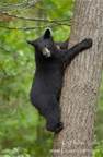 You are alerted via CB radio that there is a full grown bear in the trees ahead of your location. This means: