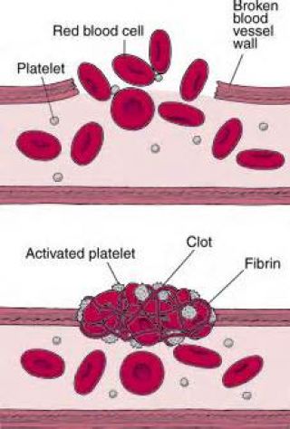 For a large cut, how long must you apply pressure so that blood can clot?