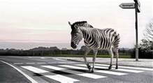 When approaching a zebra crossing with pedestrians waiting to cross, you should