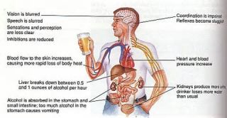 It takes the body about ____ hour(s) to process the amount of alcohol in one drink.