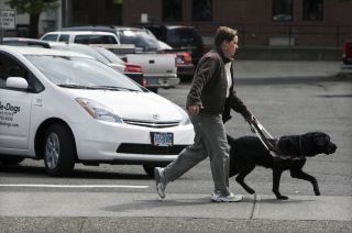 If you see a pedestrian using a guide dog or other service animal and/or carrying a white cane at an intersection, you must: