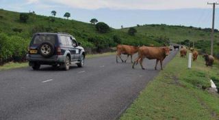 If you see a stray animal in your path, you should: