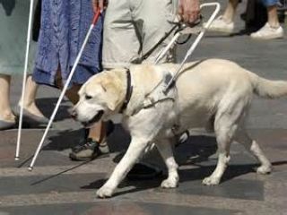 If a blind pedestrian is waiting at a crosswalk with a cane or a seeing-eye dog, you must: